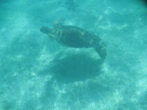 13268144_1685317581719888_4839498264056258229_o